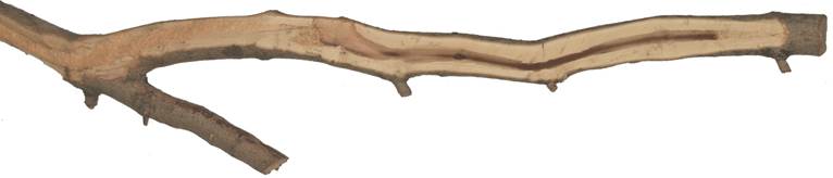 aac Kréta javor.JPG